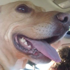 Meet your Posher, Sofia